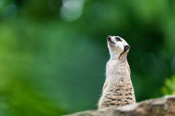 Closeup of a meerkat sitting on a rock