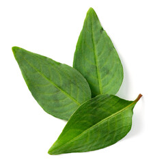 Obraz premium fresh laksa leaves isolated on white background, top view