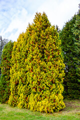 Gorgeous autumn landscape in central Europe of a scenic forest with lots of warm sunshine with a pond