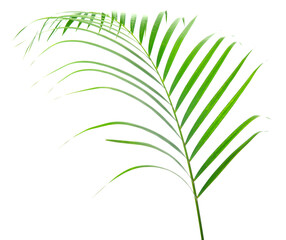 fresh palm leaves isolated on white background