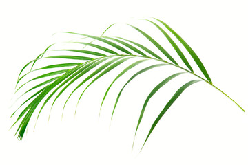 fresh palm leaves isolated on white background