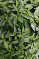 Obraz premium Kemuning. Murraya paniculata is a tropical, evergreen plant native to South Asia, Southeast Asia and China and Australia