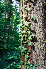 Gorgeous autumn landscape in central Europe of a scenic forest with lots of warm sunshine with a pond