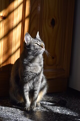 Grey striped cat at home