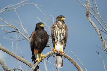 Adult and juvenile Harris's Hawk (Parabuteo unicinctus)