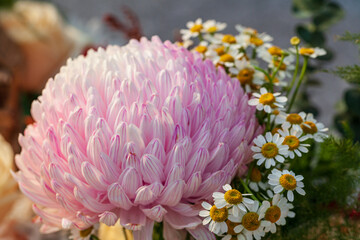 Chrysanthemum Flower arrangement. Beautiful, vivid, colorful mixed flower bouquet still life detail.