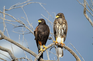 Adult and juvenile Harris's Hawk (Parabuteo unicinctus)
