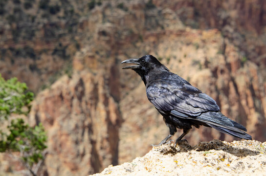Common Raven (Corvus corax) at the edge of the Grand Canyon