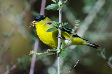 Lesser Goldfinch (Spinus psaltria) feeding
