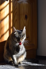Grey striped cat at home