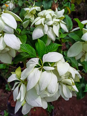 Beautiful mussaenda flower or Nusa Indah. White species Mussaenda flower, they are native to the African and Asian tropics and subtropics.