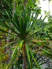 Obraz na płótnie Canvas Pandan bali or Cordyline australis, commonly known as the cabbage tree or cabbage-palm, is a widely branched monocot tree endemic to New Zealand