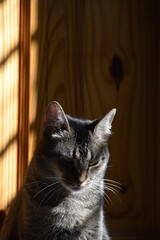 Grey striped cat at home