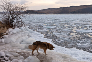 Baikal Lake on a cold December morning. Ice-covered coast of the Olkhon Gate Strait during freeze-up. A mongrel dog runs on the ice. Winter landscape. Natural background