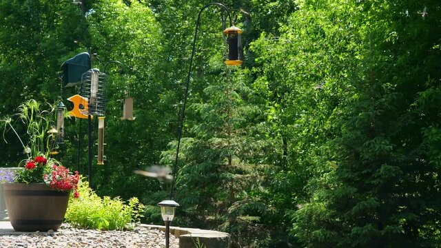 Landscape with dragonflies flying near back yard bird feeders on a sunny day. Subtle zoom out.