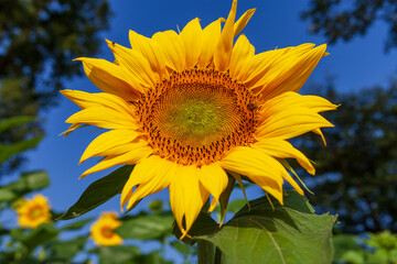 sunflower over cloudy blue sky, Close up of sunflower.