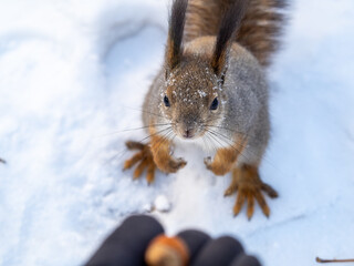 Squirrel eats nut from a man's hand in winter
