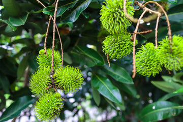 Rambutan. The rambutan is a medium-sized tropical tree in the family Sapindaceae. The name also refers to the edible fruit produced by this tree