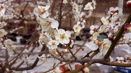 Apricot flower on nature background