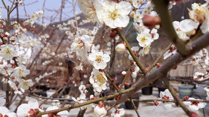 Apricot flower on nature background