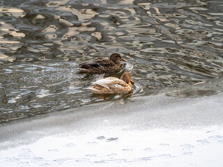 Ducks swim along the icy bank of the river.