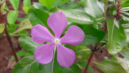 pink flower in the garden