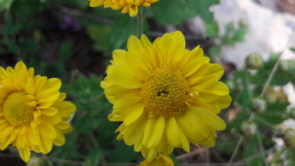 yellow flowers in the garden