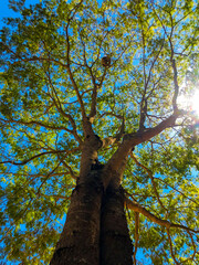 tree in the park