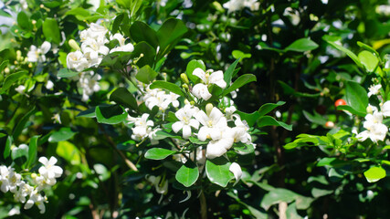 Fototapeta premium Background with mock orange flowers