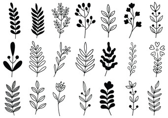 collection forest fern eucalyptus art foliage natural leaves herbs in line style. Decorative beauty elegant illustration for design hand drawn flower