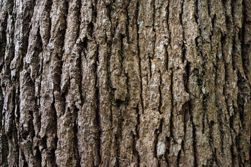 Obraz premium Rustic tree bark texture background