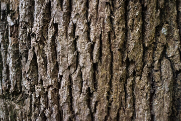 Rustic tree bark texture background