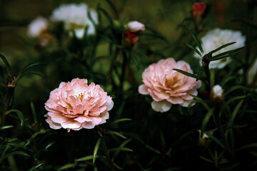 soft pink colorful mose rose flower blooming beatiful petal 