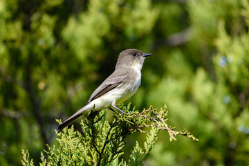Eastern phoebe  - Sayornis phoebe