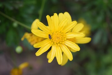 yellow flower in the garden