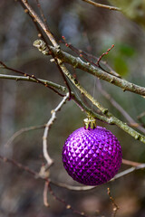 Metallic purple Christmas ornament hanging on a deciduous tree in a woodland park
