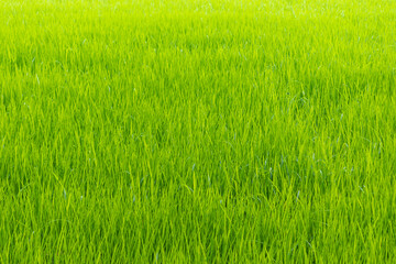 Rice paddy field fresh green leaves background