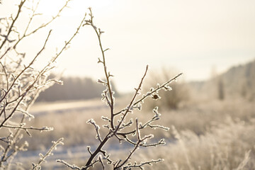 Obraz premium Winter trees with hoarfrost frosty