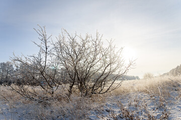 Winter landscape, trees and grass with hoarfrost frosty sunny as a background.