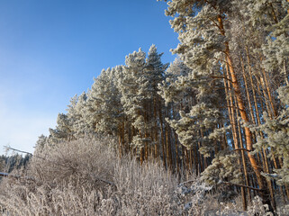 Winter trees spruce with hoarfrost frosty