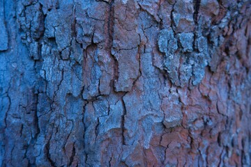 Corteza de arbol con textura.