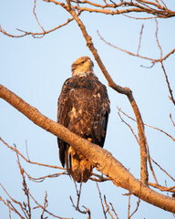 Bald Eagle Northern Minnesota Resting on A Tree Branch