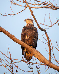 Bald Eagle Northern Minnesota Resting on A Tree Branch
