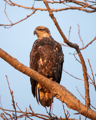Bald Eagle Northern Minnesota Resting on A Tree Branch