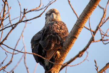Bald Eagle Northern Minnesota Resting on A Tree Branch