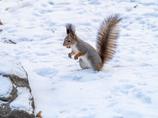 Naklejka na ściany i meble Squirrel standing on its hind legs on the white snow.