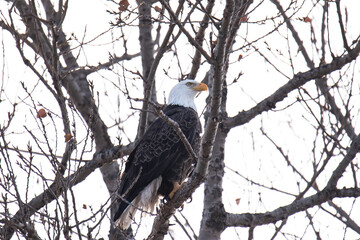 Northern Minnesota Bald Eagle on Ice Lake Superior 