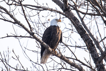 Northern Minnesota Bald Eagle on Ice Lake Superior 