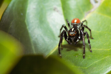 Jumping spider waiting for its prey on a leaf