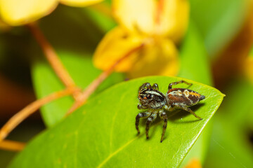 Jumping spider waiting for its prey on a leaf